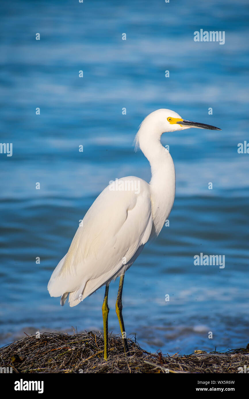 Une Aigrette neigeuse à Anna Maria Island, Floride Banque D'Images