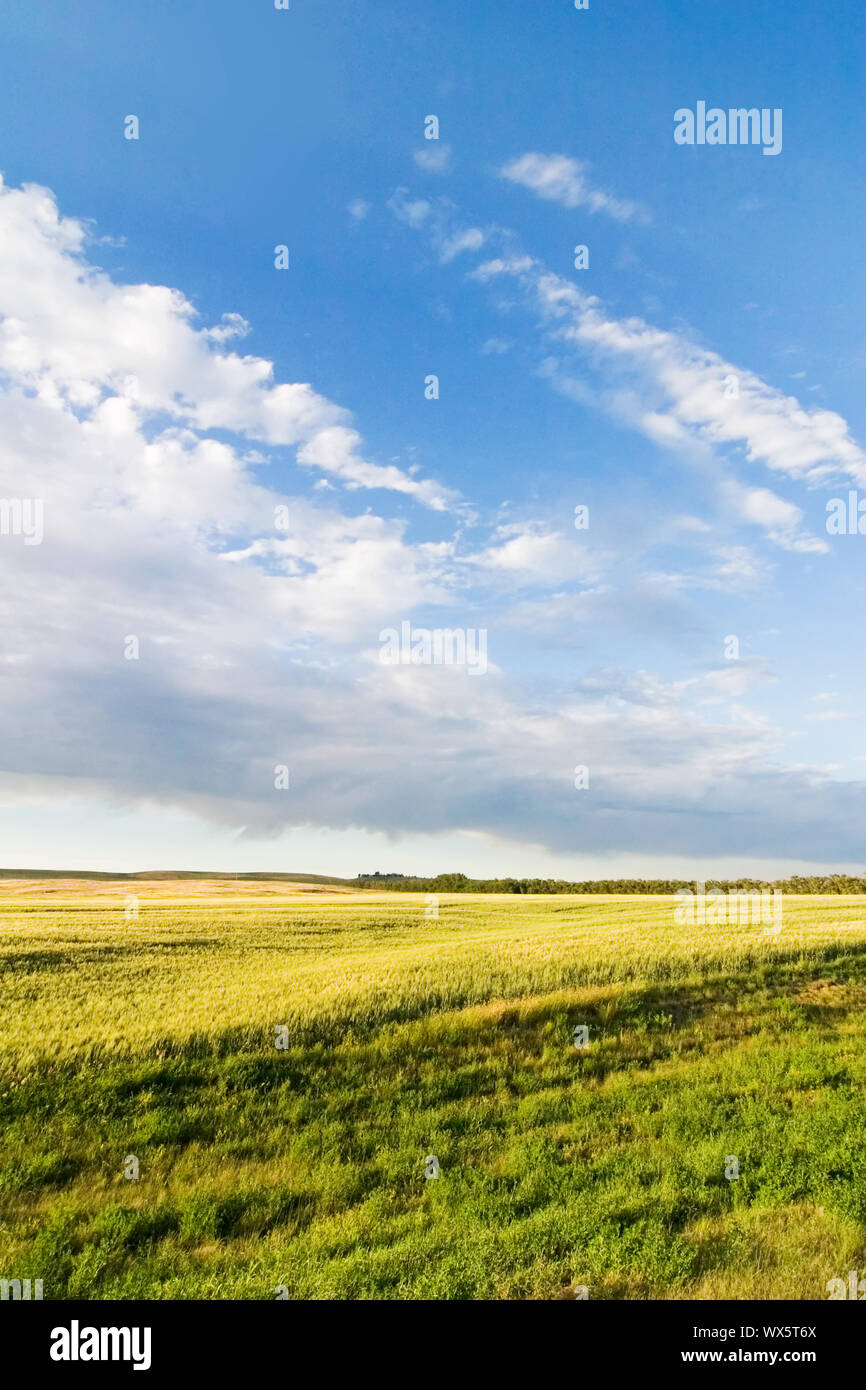 Paysage des prairies avec un ciel éclatant Banque D'Images