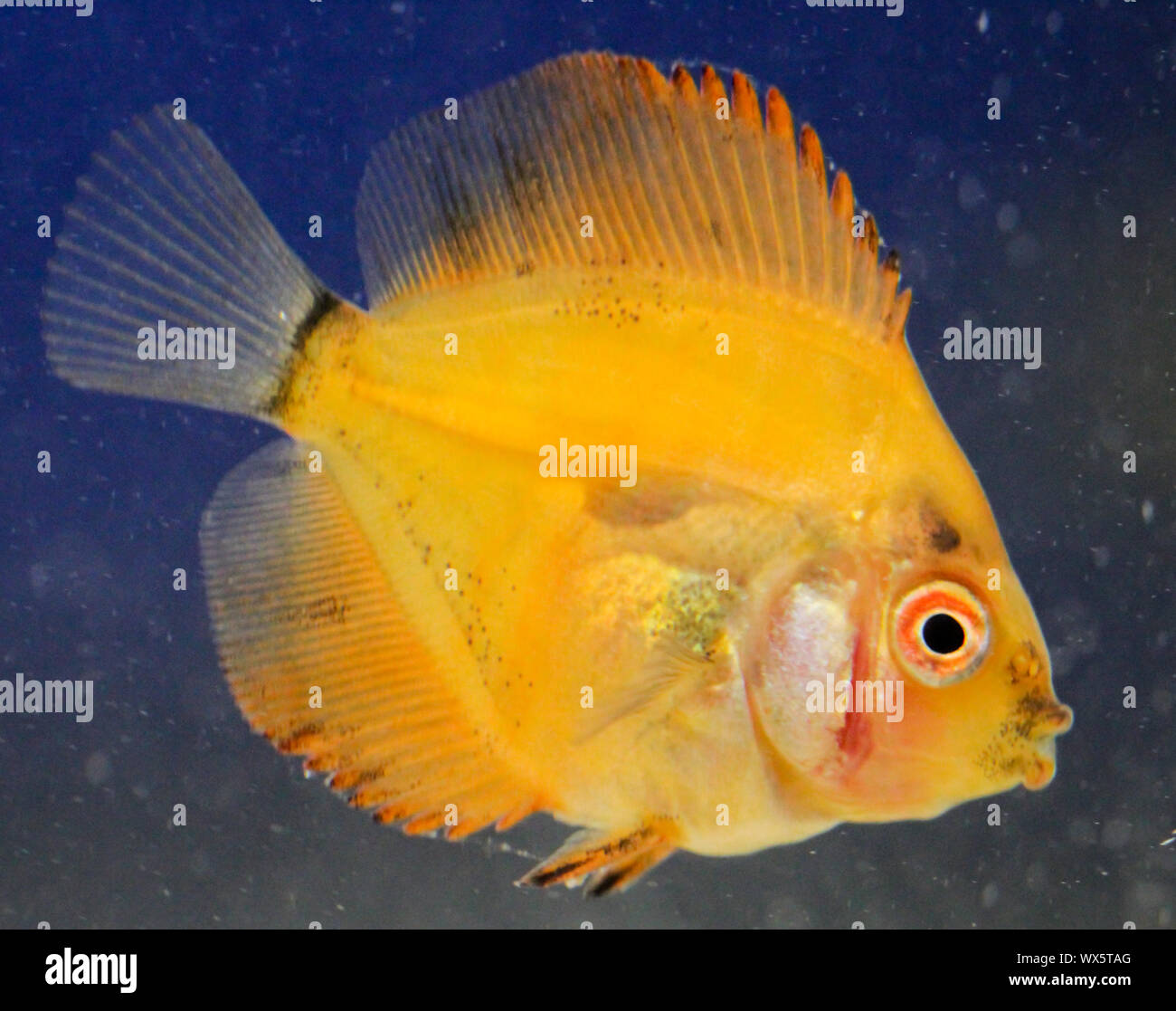 Portrait D Un Bebe Poisson Discus Photo Stock Alamy