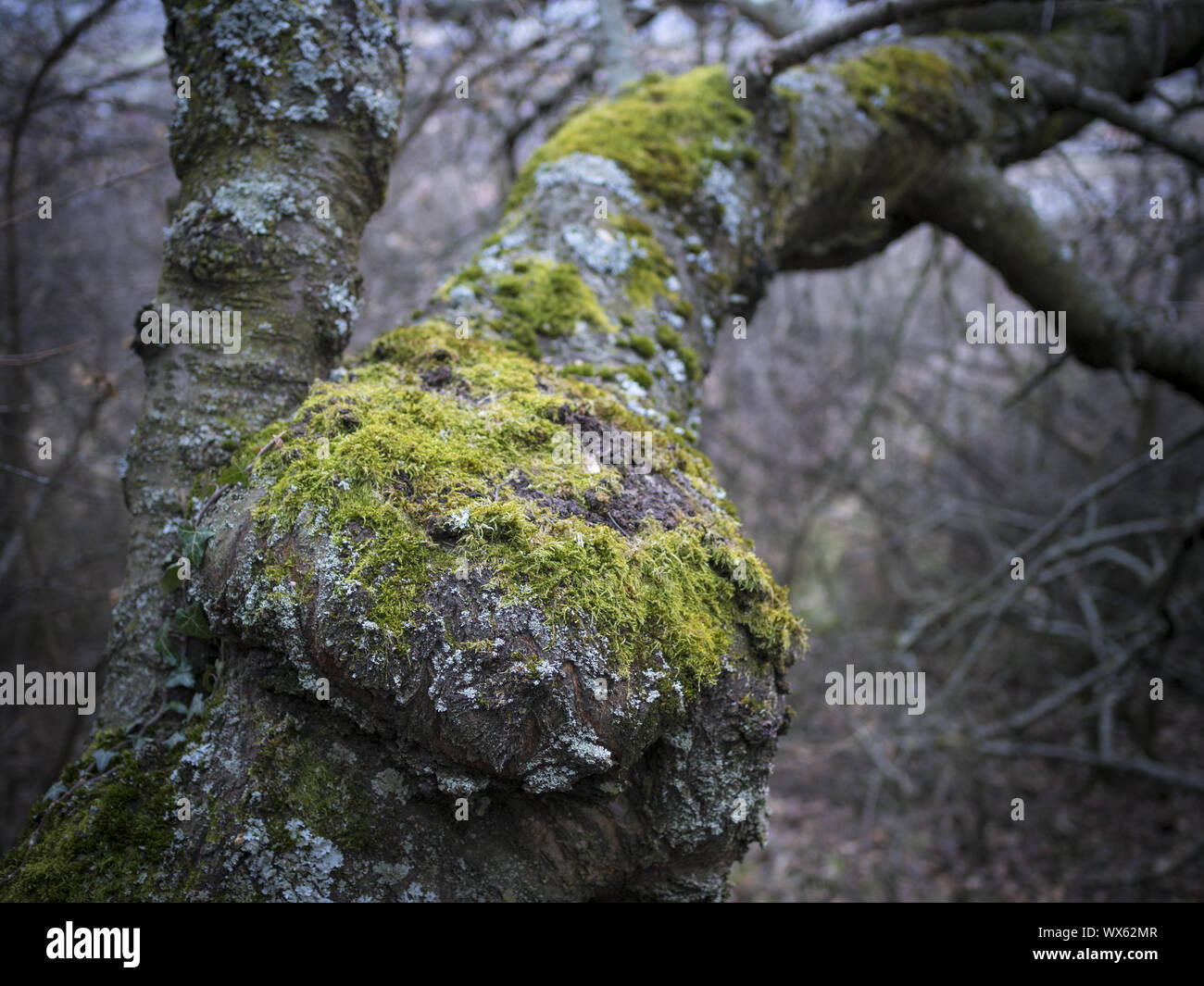 Une mousse lichen sur l'écorce d'un arbre Banque D'Images
