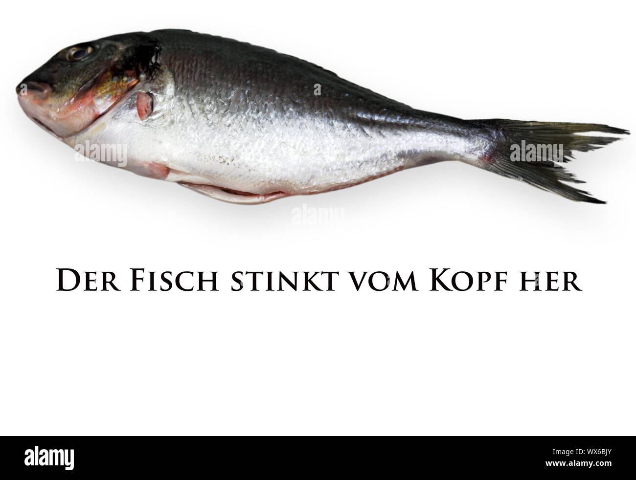 Le poisson pue de la tête Photo Stock - Alamy