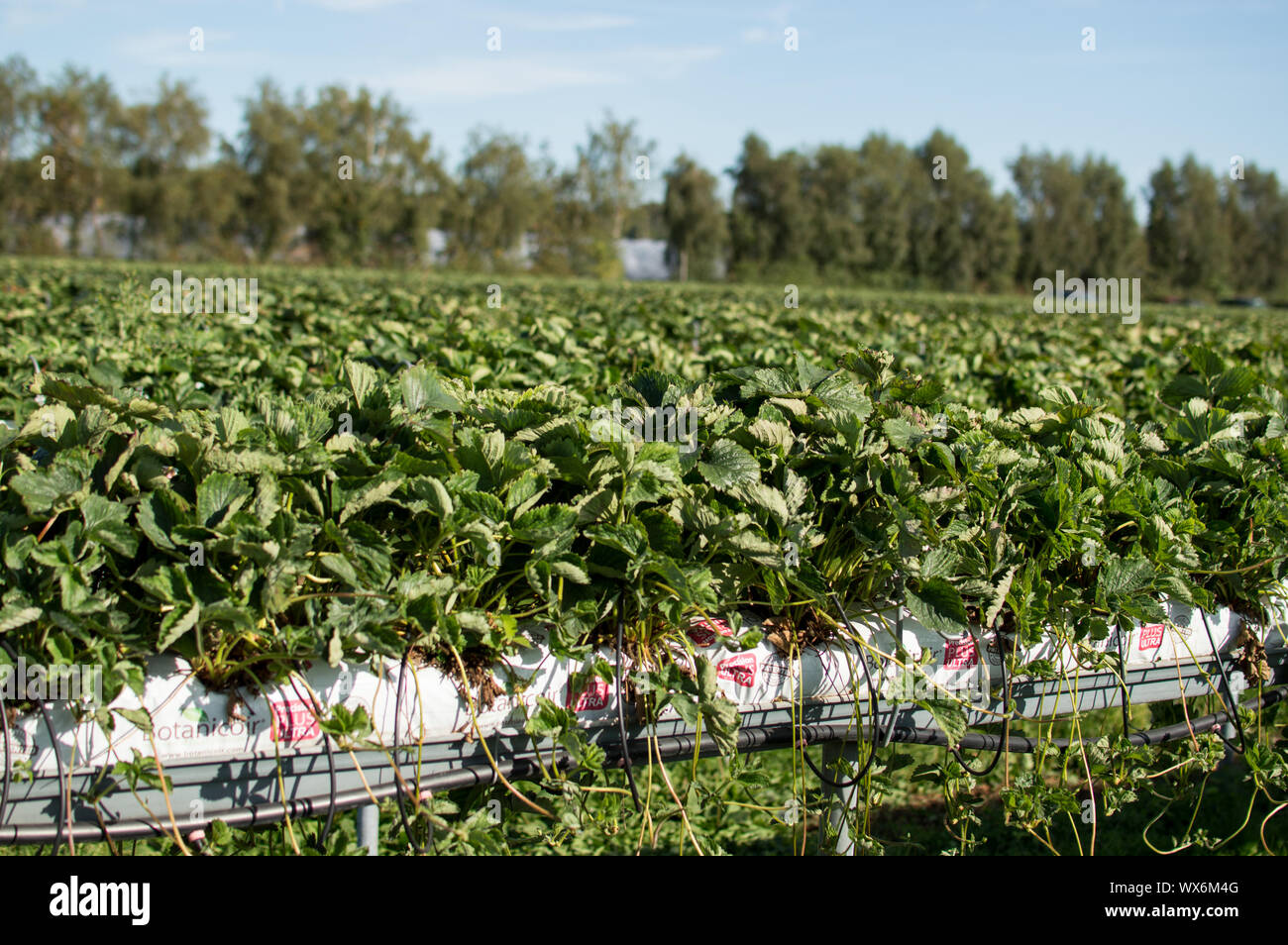 Soulevées champ de fraises pour éviter les dommages causés aux fruits Banque D'Images