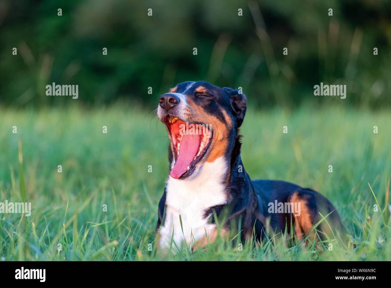 Le bâillement, l'Appenzeller Mountain dog Chien tricolore Banque D'Images