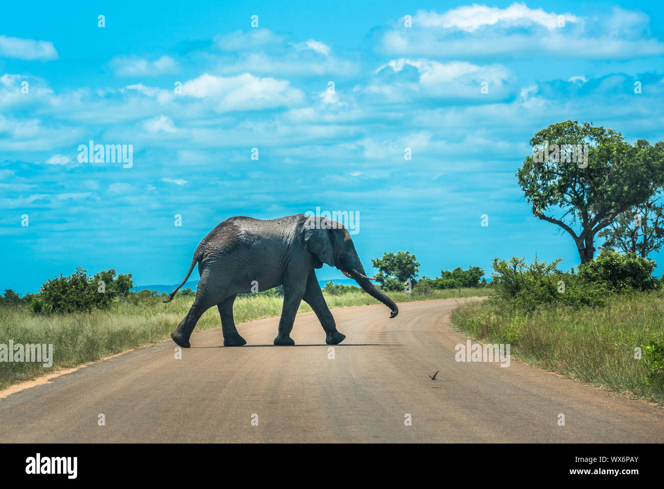 Traverser la route de l'éléphant, Kruger National Park, Afrique du Sud Banque D'Images