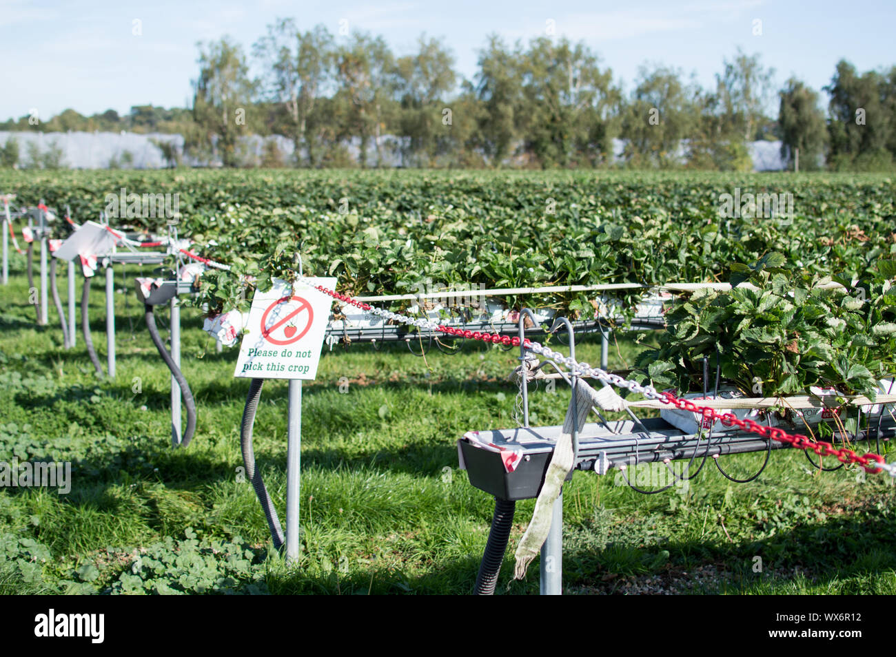 Champ de Fraises pas encore prêt pour la cueillette Banque D'Images