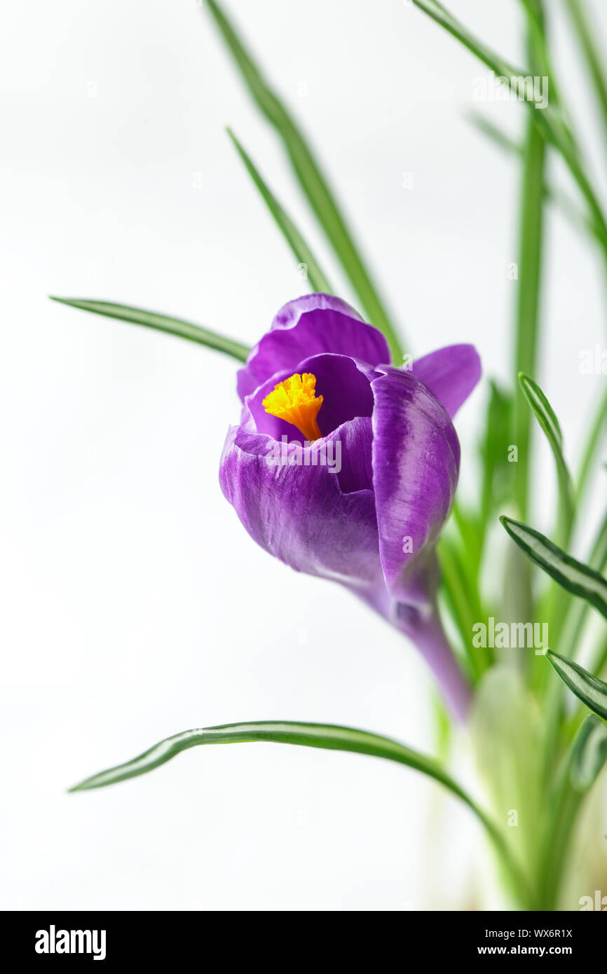 Les crocus bleu isolé sur fond blanc Banque D'Images