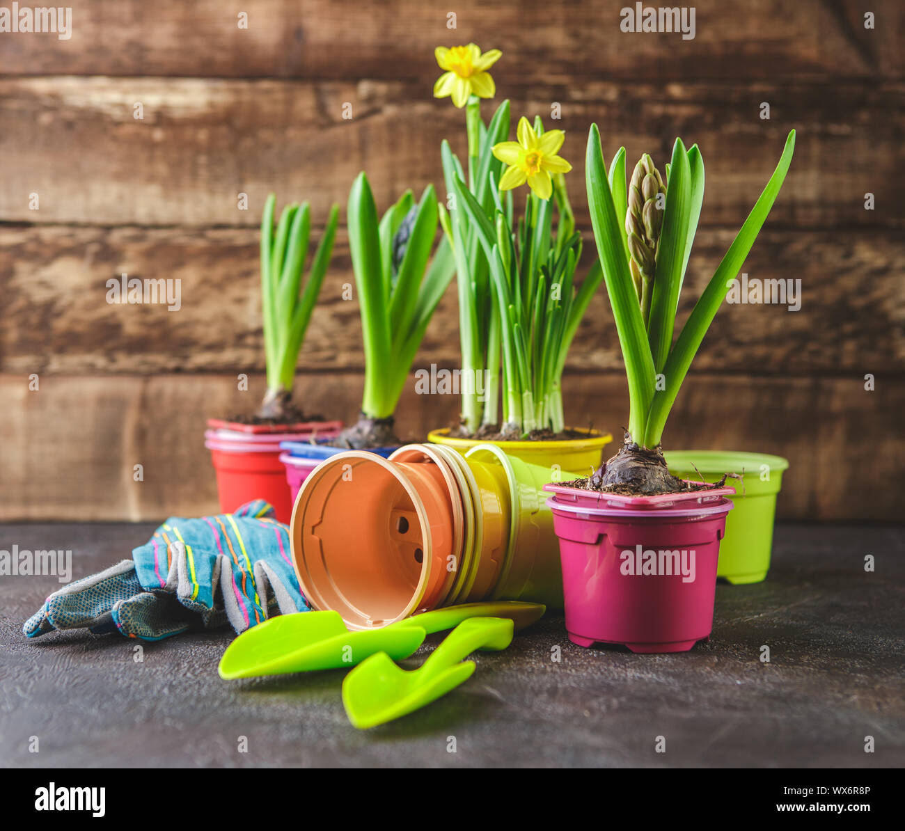 Les fleurs du printemps avec des outils de jardinage Banque D'Images