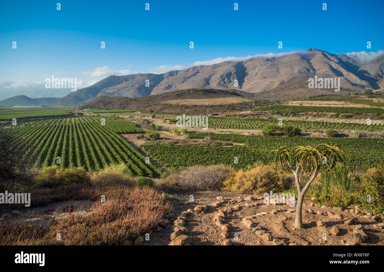 Magnifique paysage de vignobles du Cap, région viticole en Afrique du Sud Banque D'Images