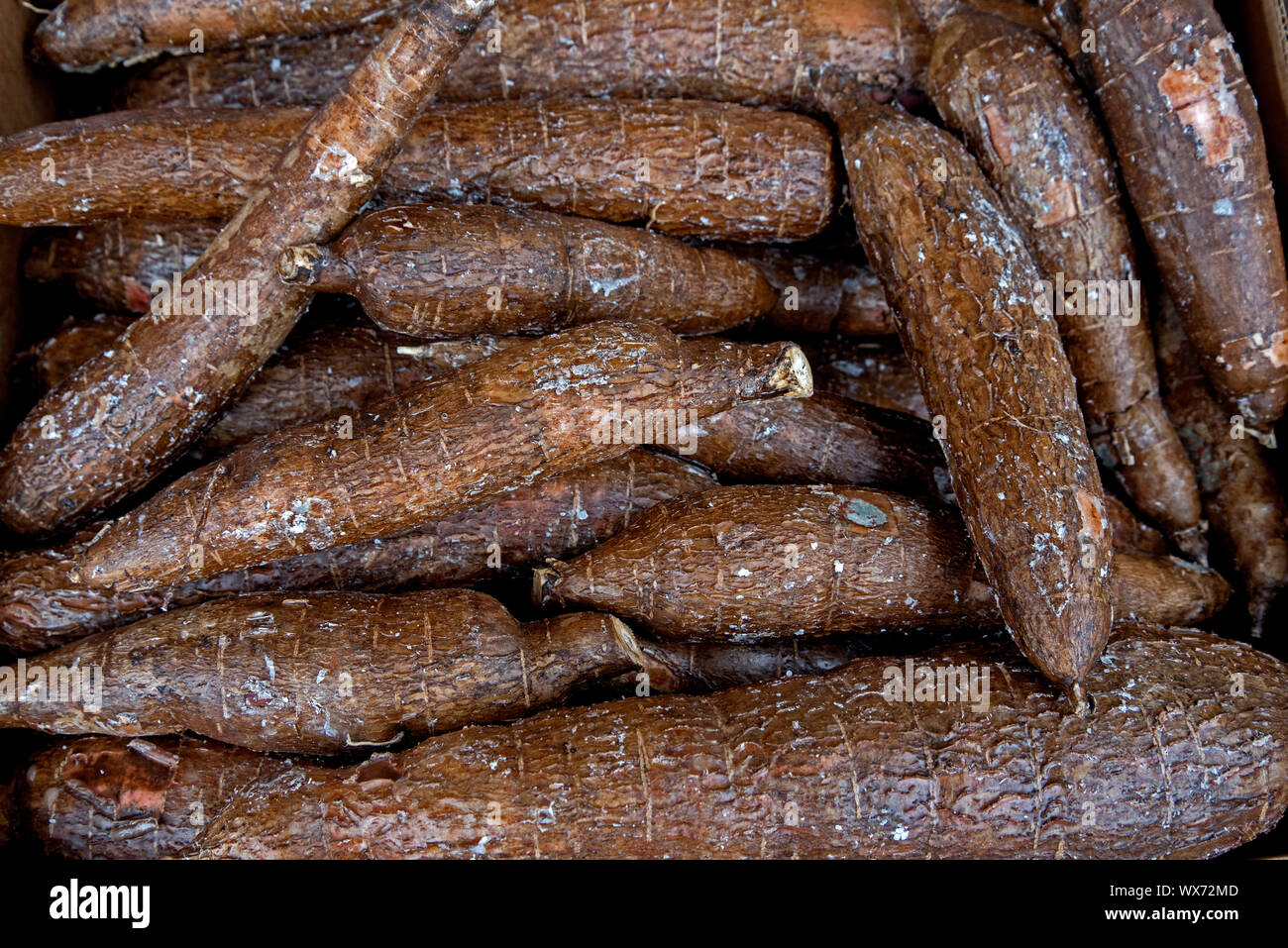 Manihot esculenta, connu sous le nom de yuca, de manioc, d'arrow-root brésilien, manioc et le tapioca à vendre à l'extérieur d'un dépanneur à Édimbourg. Banque D'Images