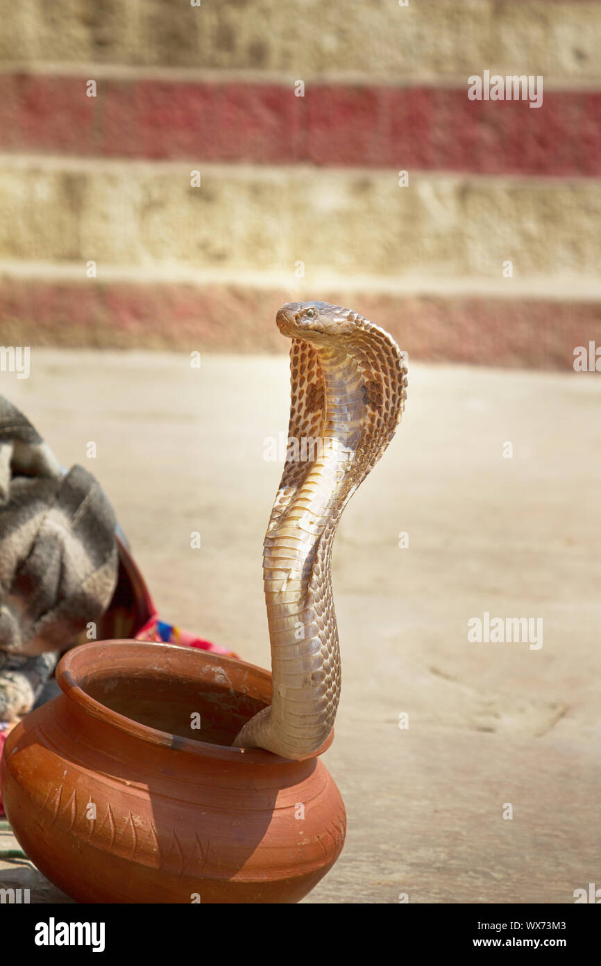 Dernière Charmeur de serpent (Bede) de Bénarès Banque D'Images