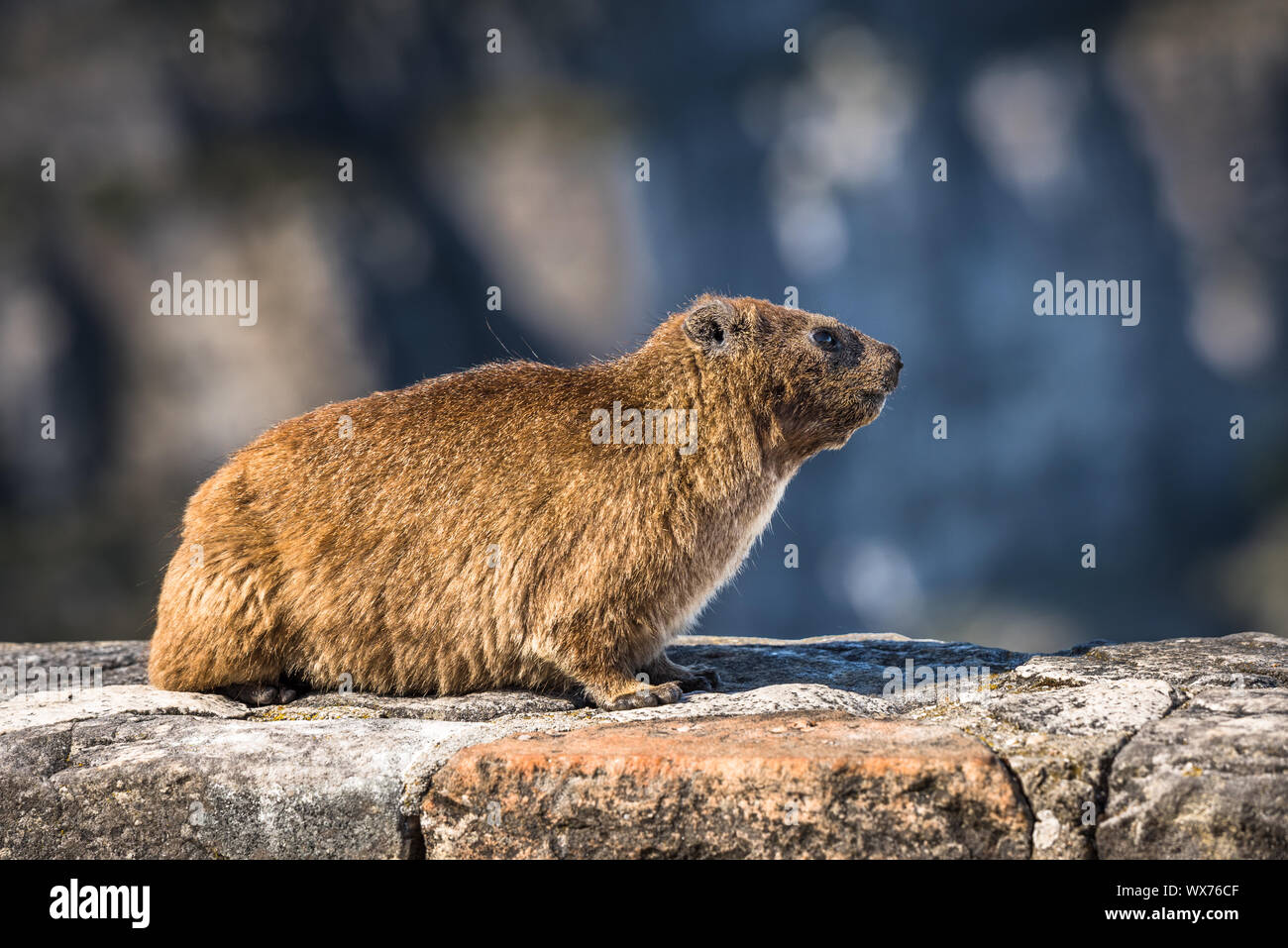 Hyrax Procavia capensis Rock ou au parc national de Table Mountain, Afrique du Sud. Banque D'Images