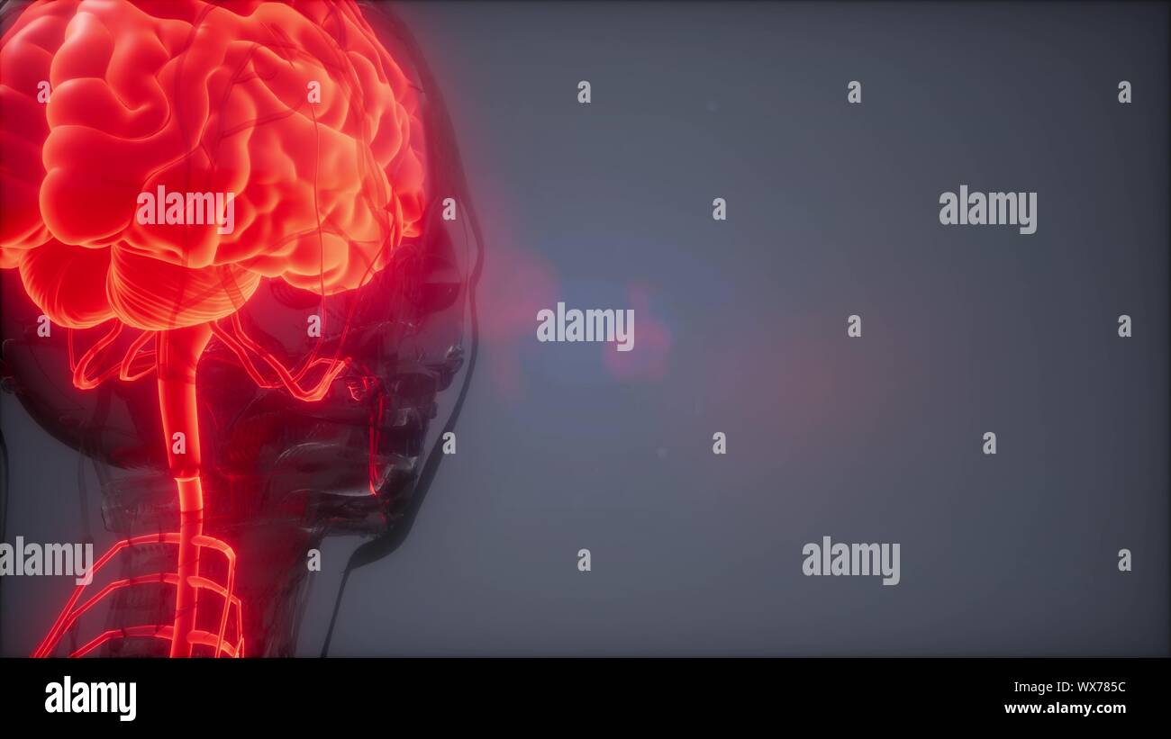 Examen radiologique du cerveau humain Banque D'Images