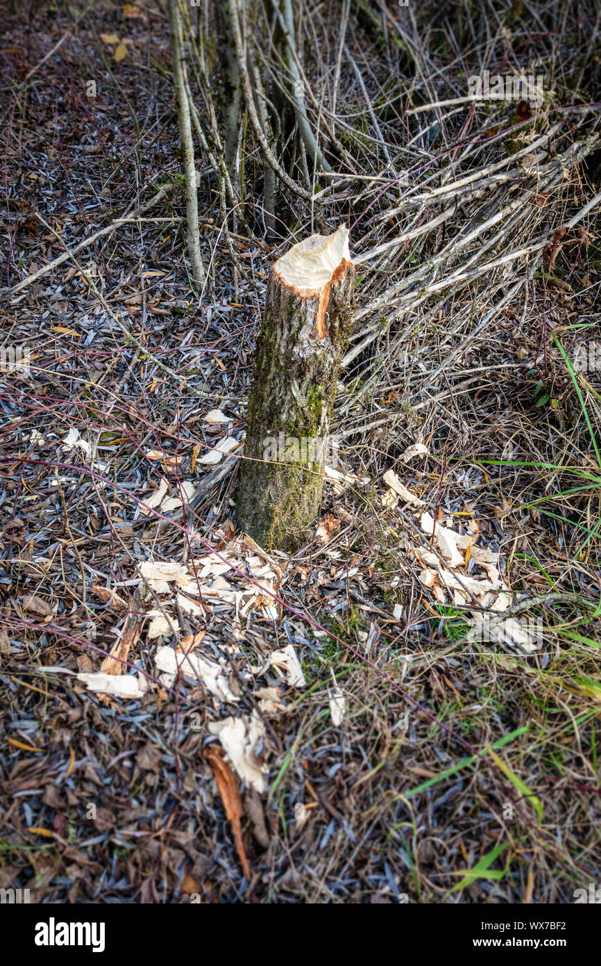 Arbre endommagé par un castor Banque D'Images