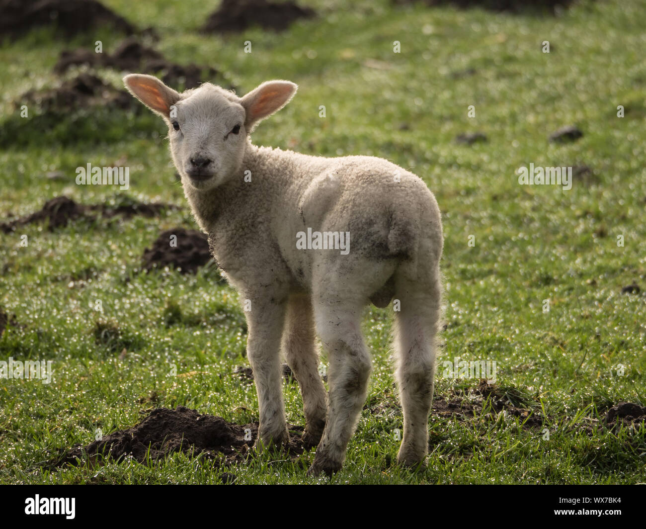 moutons Banque D'Images
