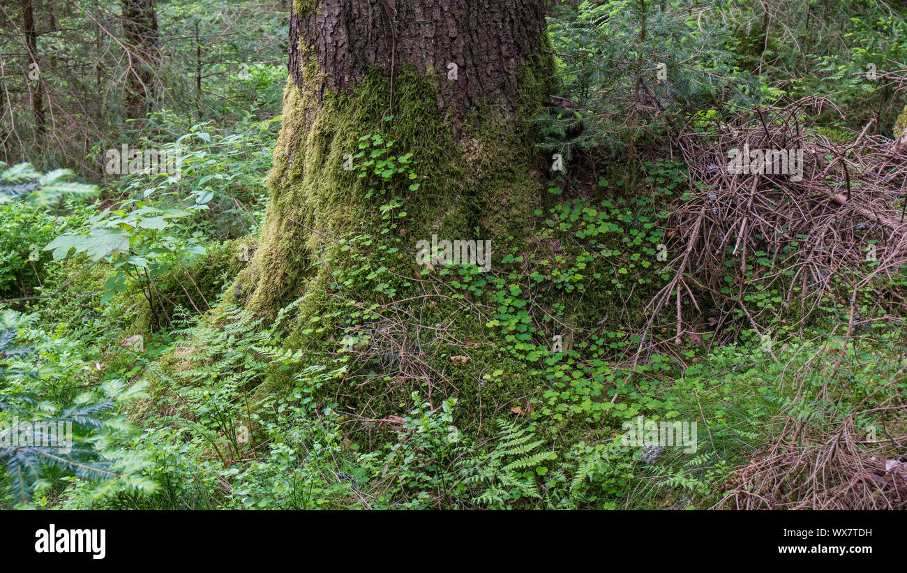 Racine de l'arbre couvert de mousse et clover Banque D'Images