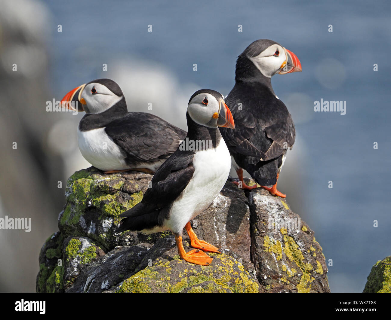 3 macareux moine (Fratercula arctica Macareux moine commun) ou posant des roches couvertes de lichens sur sunny Isle de mai, Firth of Forth, Fife, Scotland, UK Banque D'Images