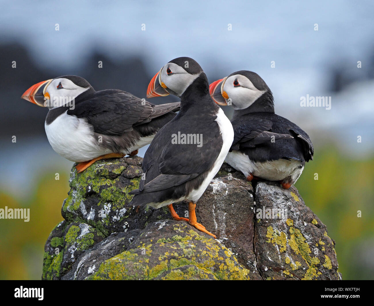 3 macareux moine (Fratercula arctica Macareux moine commun) ou posant des roches couvertes de lichens sur sunny Isle de mai, Firth of Forth, Fife, Scotland, UK Banque D'Images