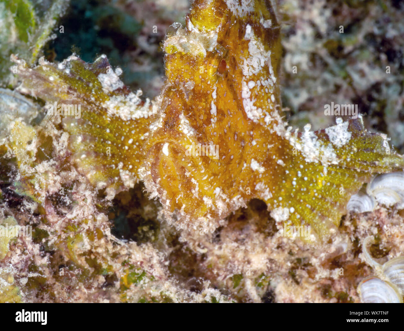 Leaf scorpionfish Banque D'Images