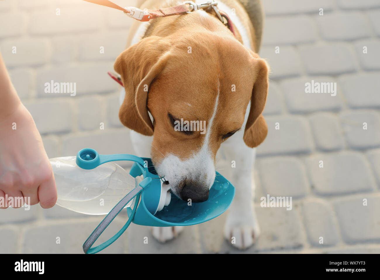 Animaux de compagnie populaires chien beagle boit de l'eau d'un abreuvoir Banque D'Images