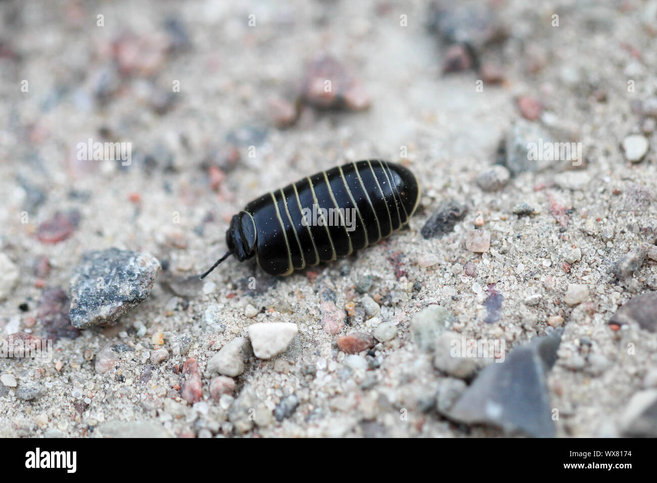 Un assel sur le sable Banque D'Images