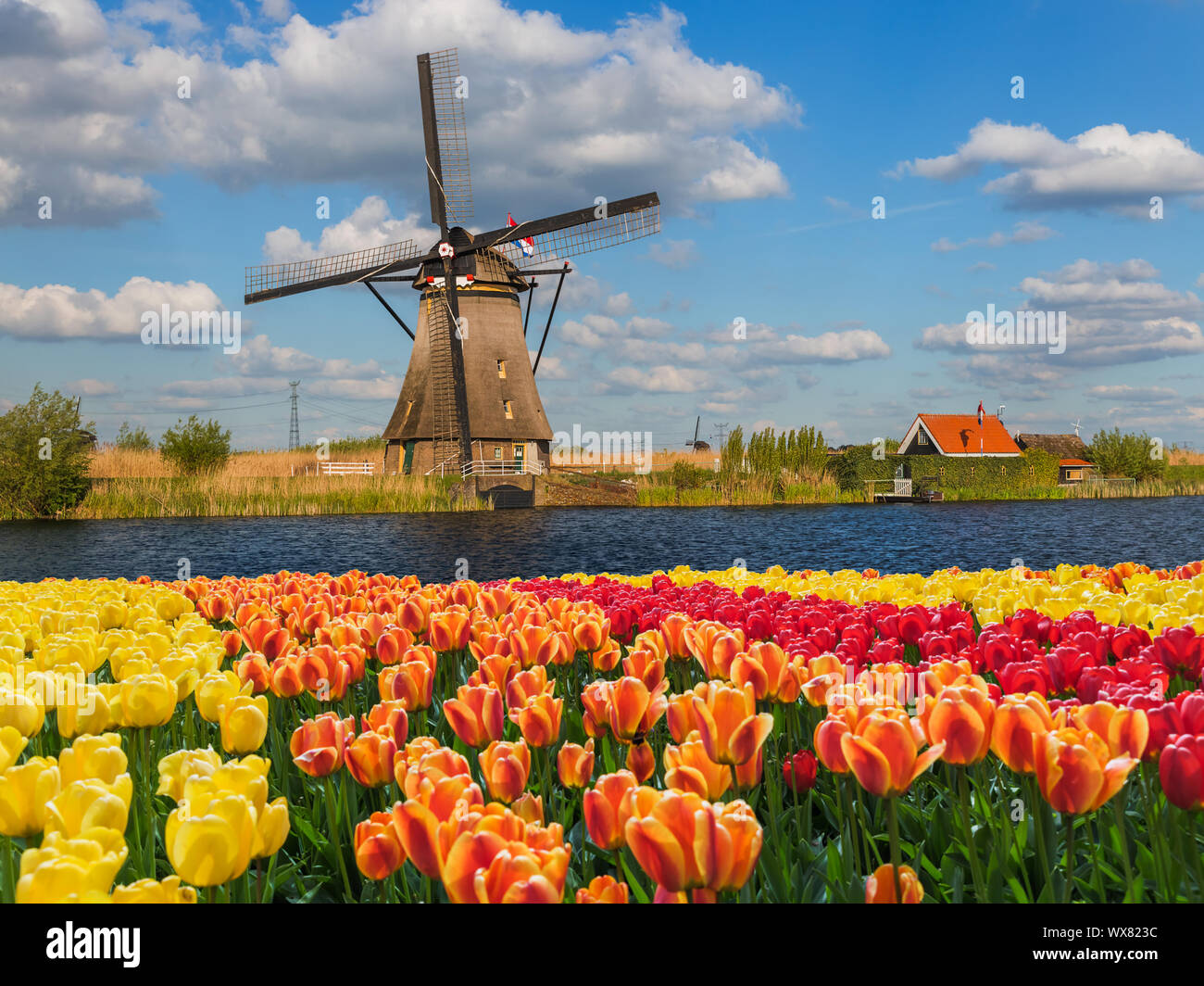 Les moulins à vent et des fleurs en Pays-Bas Banque D'Images