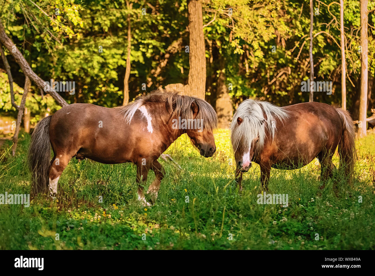 Deux poneys au pâturage Banque D'Images