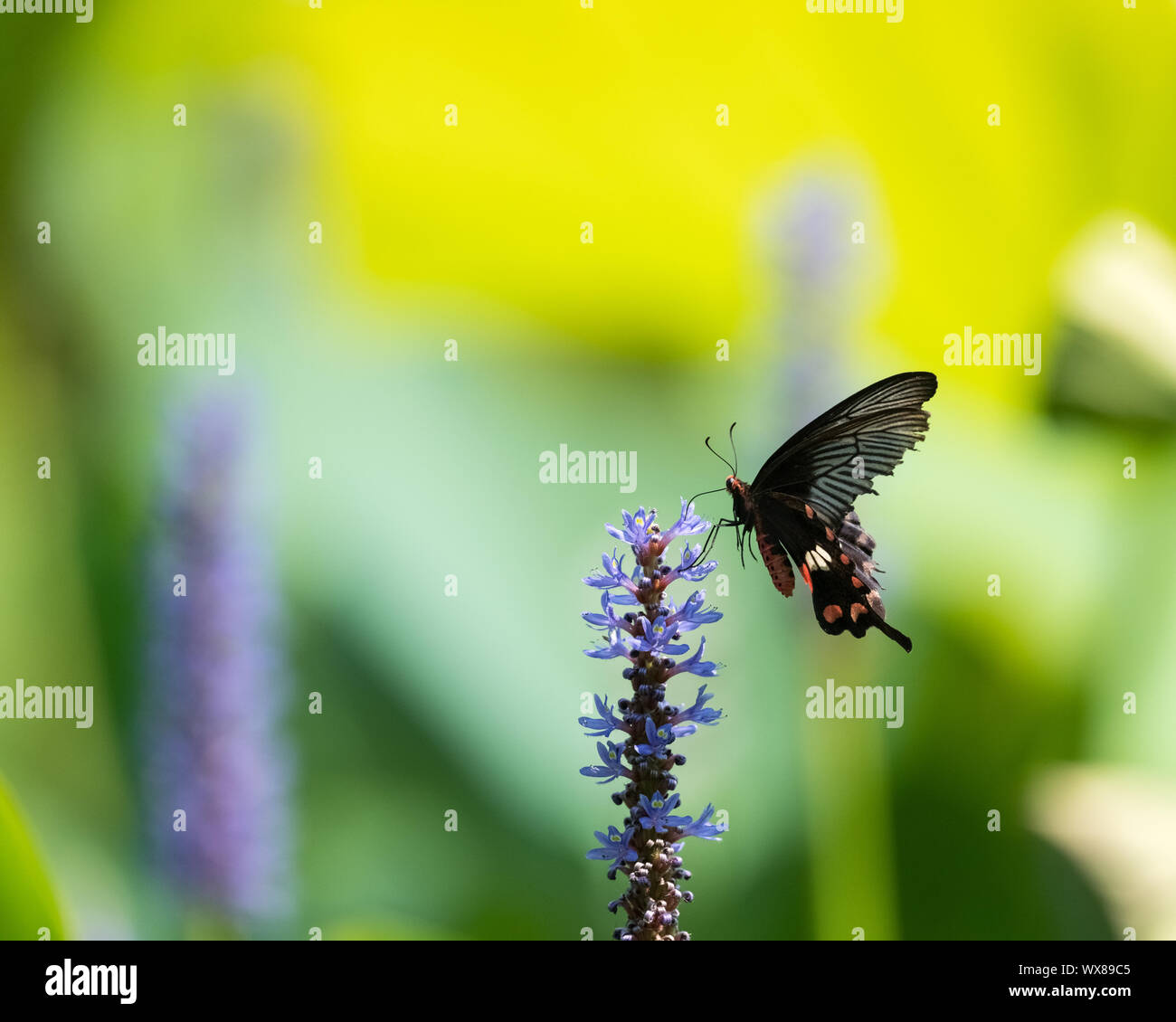 Black swallowtail butterfly on flower Banque D'Images