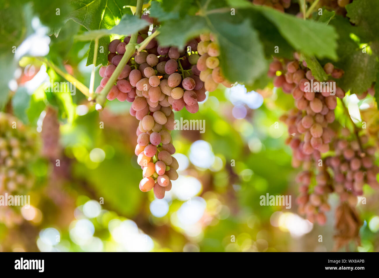 Raisins mûrs sur vigne en automne Banque D'Images