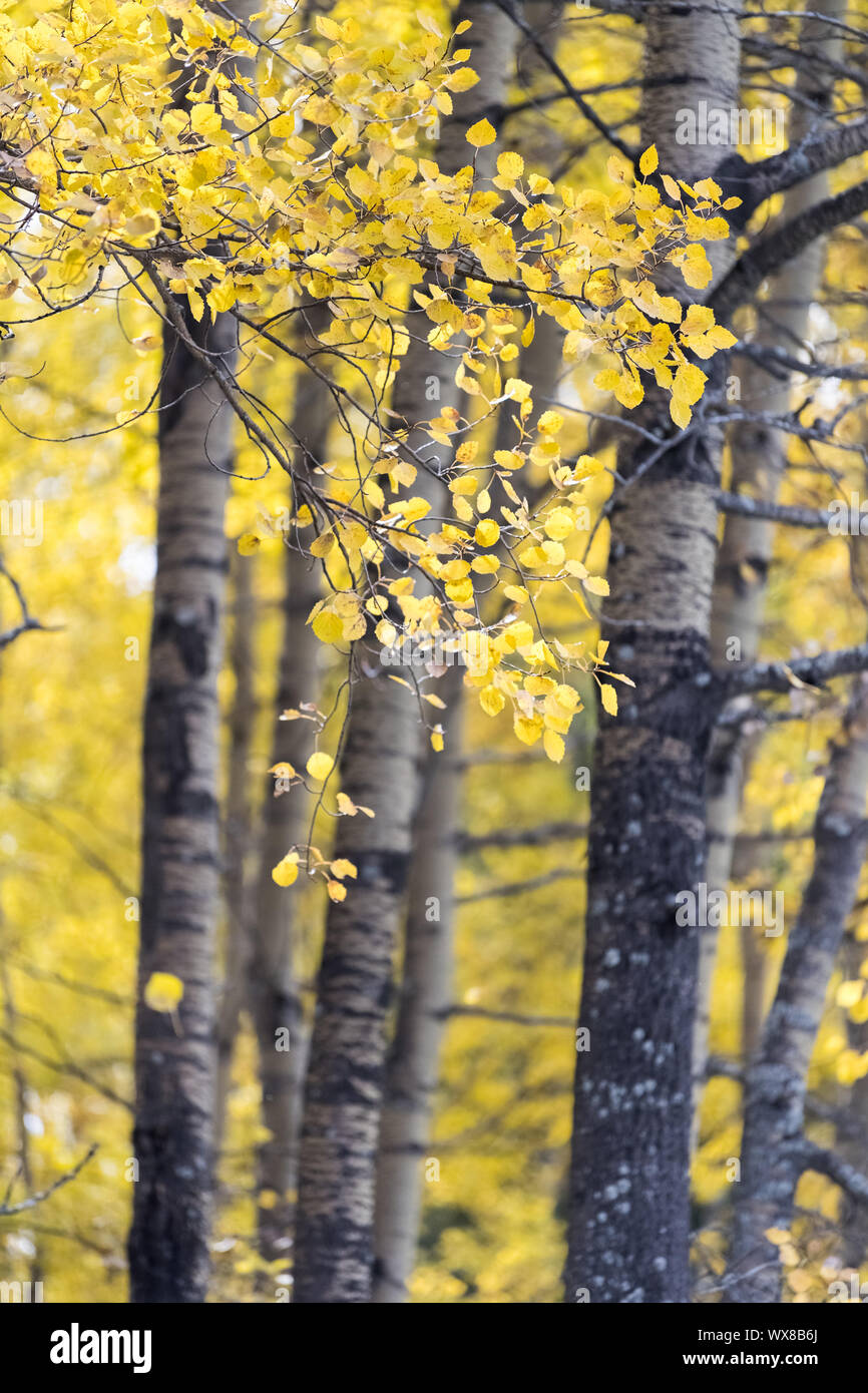 Couleurs d'automne sur les feuilles de bouleau blanc Banque D'Images