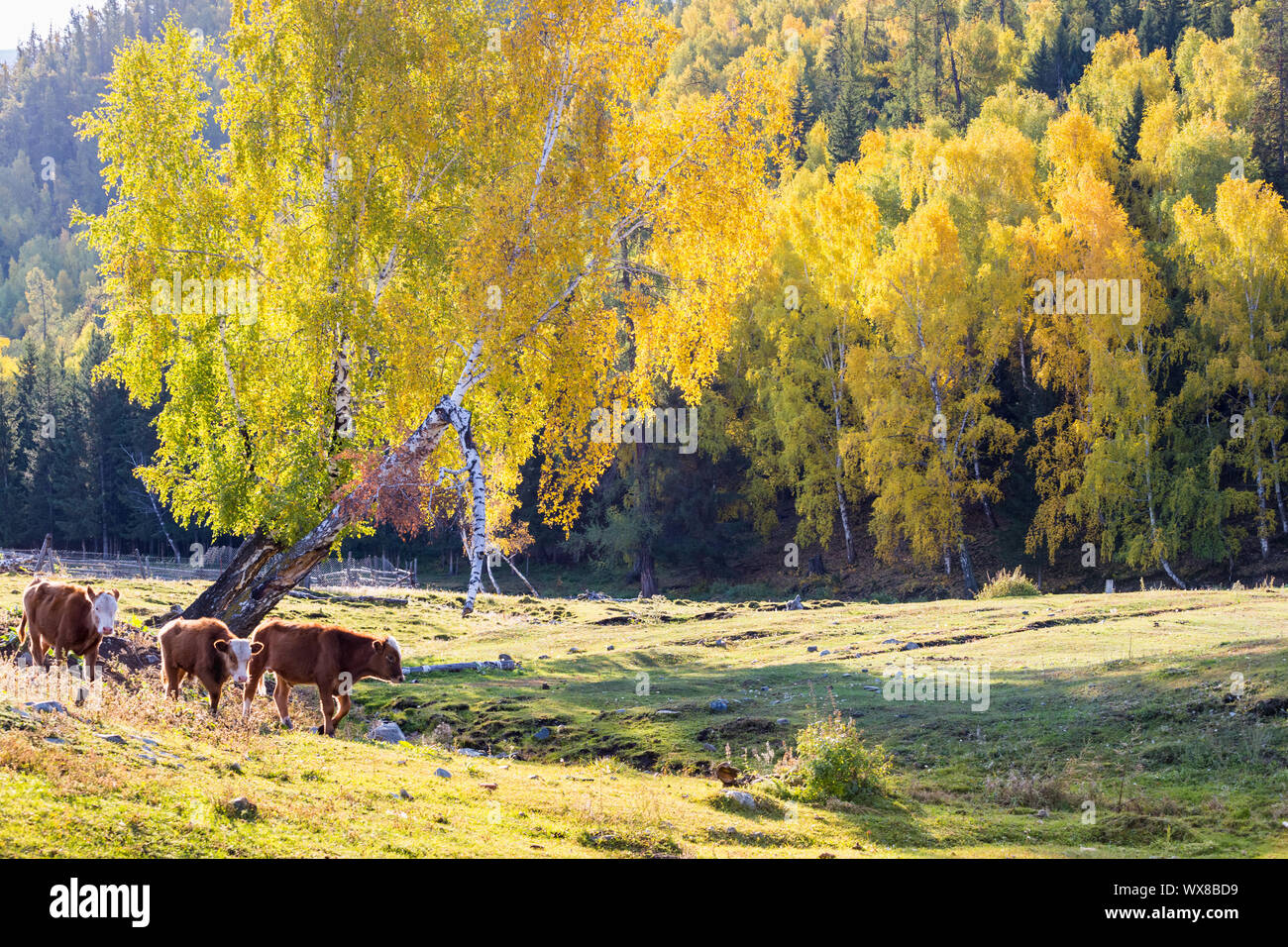 Xinjiang baihaba villages en automne Banque D'Images