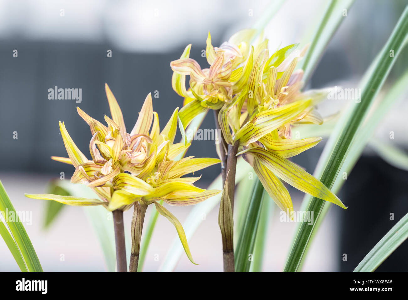Gros plan d'orchidées au printemps Banque D'Images