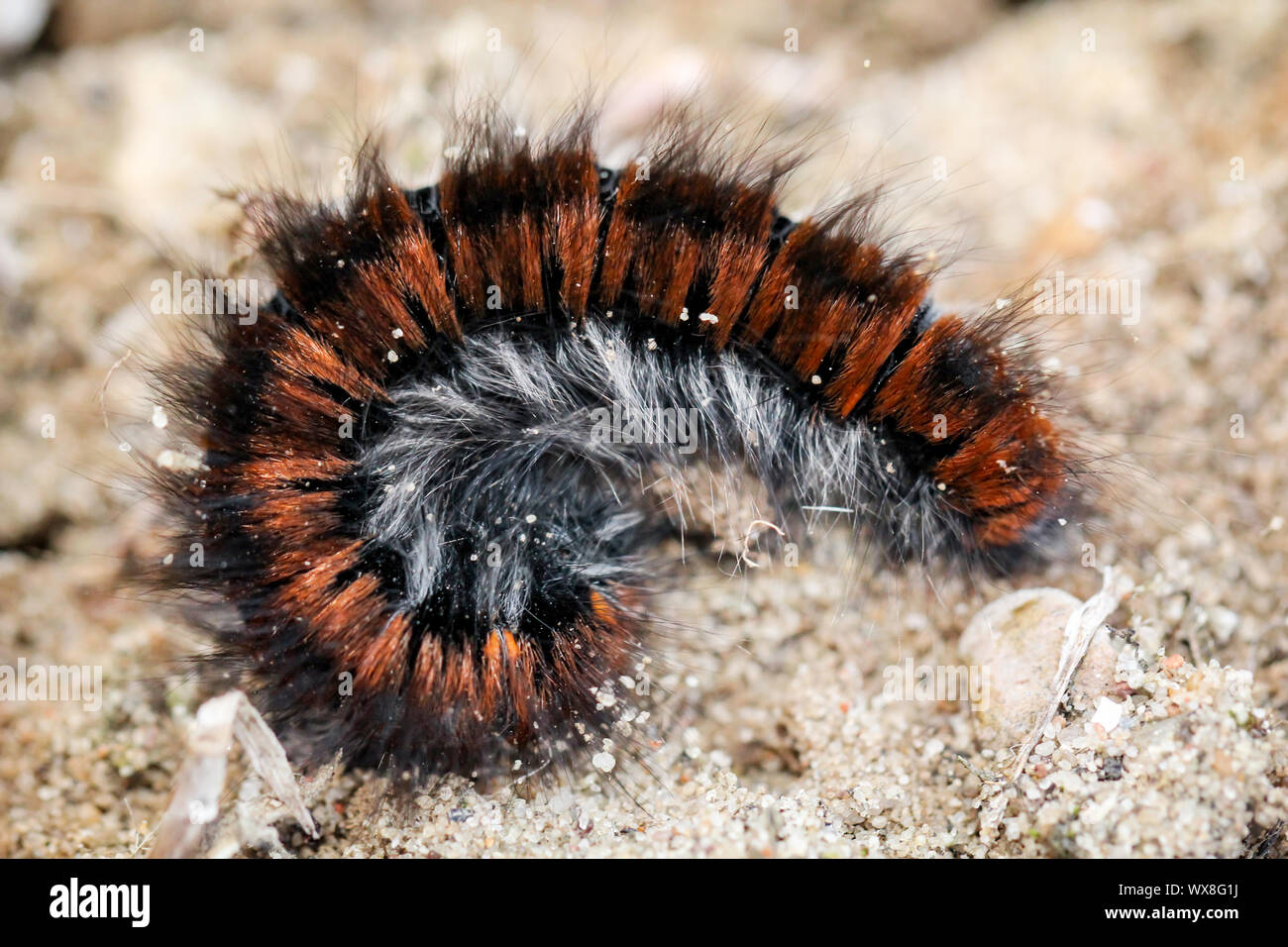 La chenille de papillon de blackberry Banque D'Images