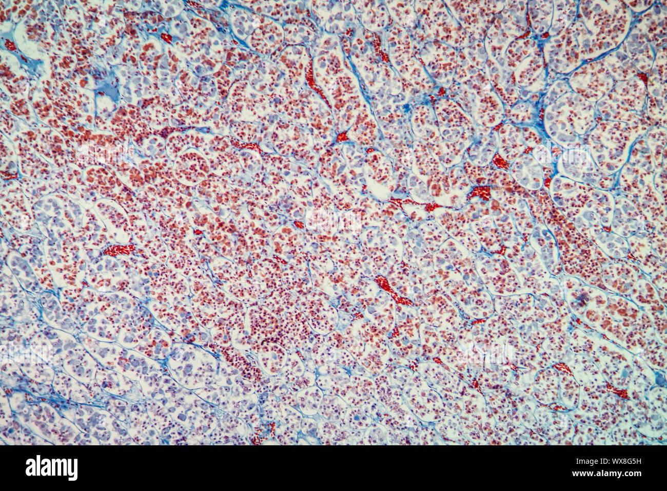 Tissu hypophysaire sous le microscope 100x Banque D'Images