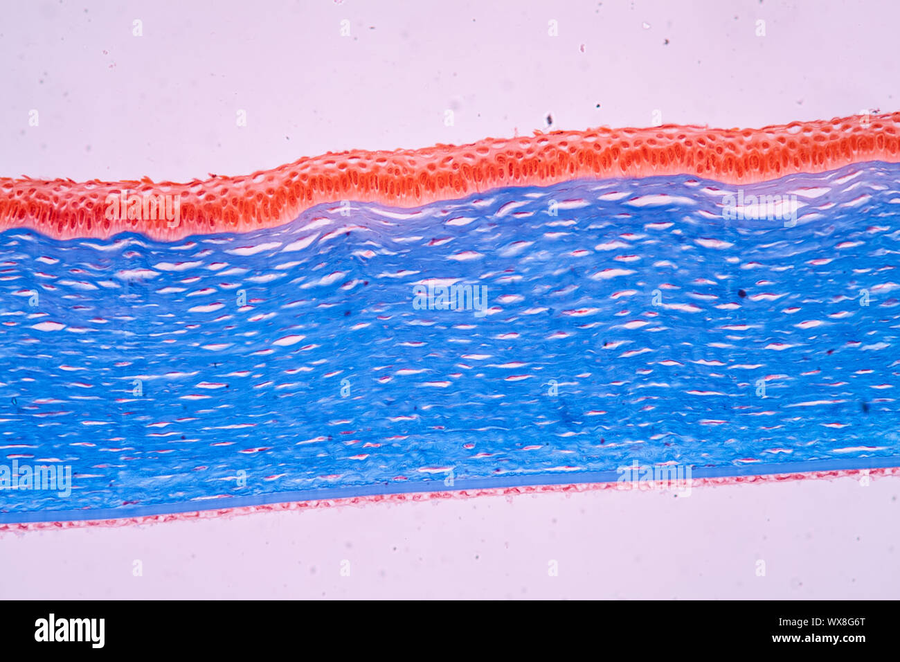 Cornée tissu des yeux sous le microscope 100x Photo Stock - Alamy