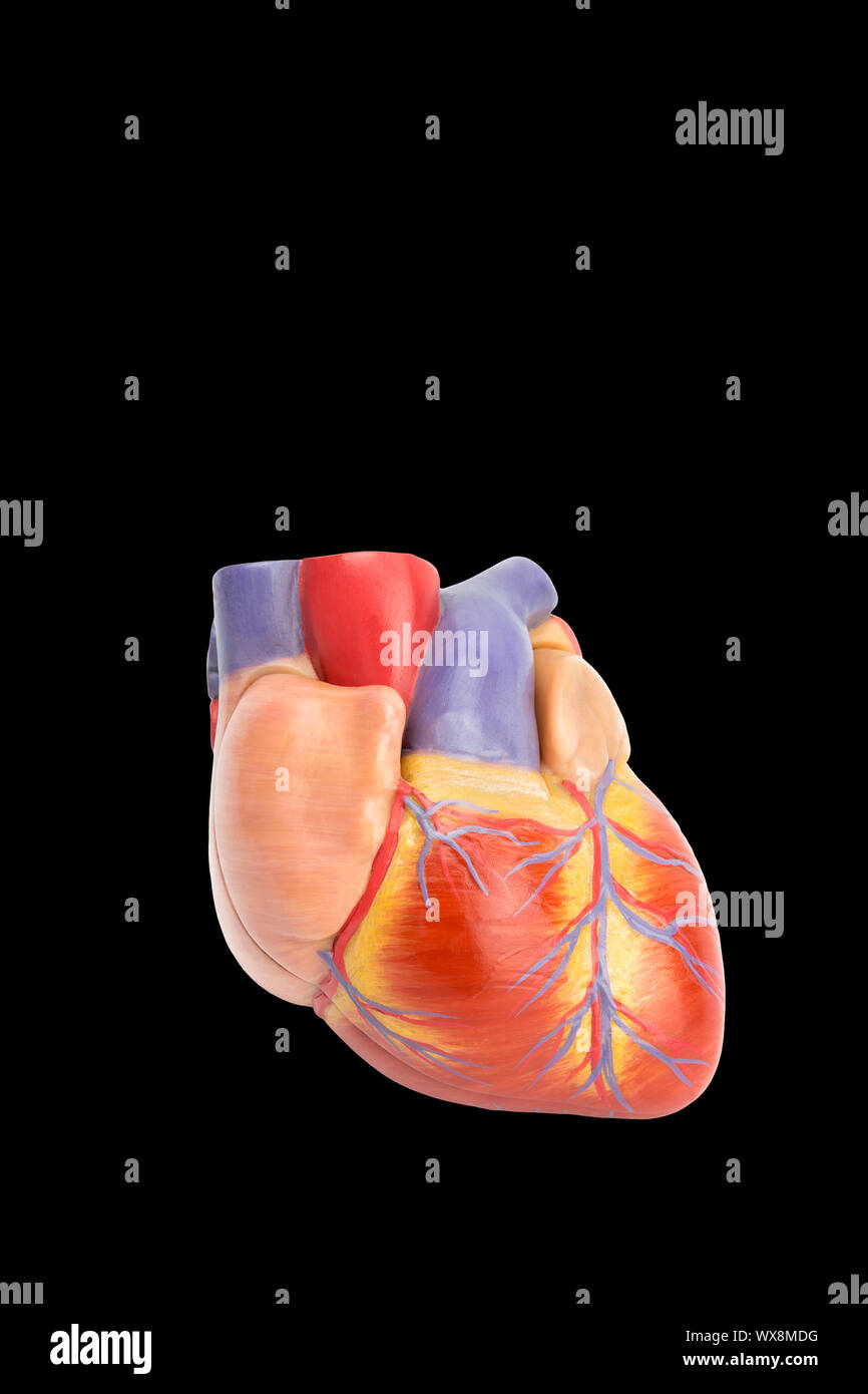 Modèle en plastique du cœur humain sur noir Banque D'Images