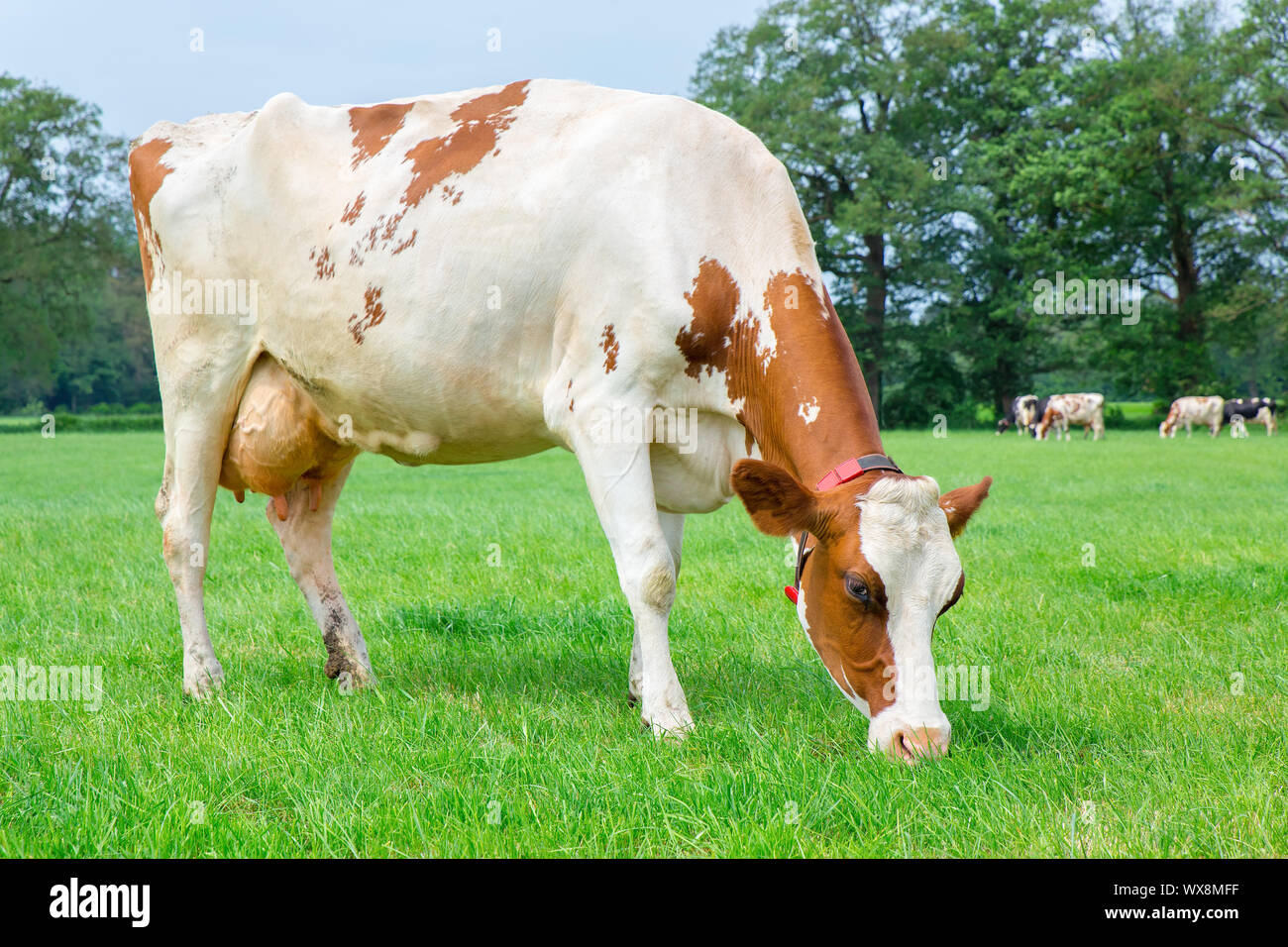 Une vache laitière néerlandaise le pâturage dans le pré vert Banque D'Images