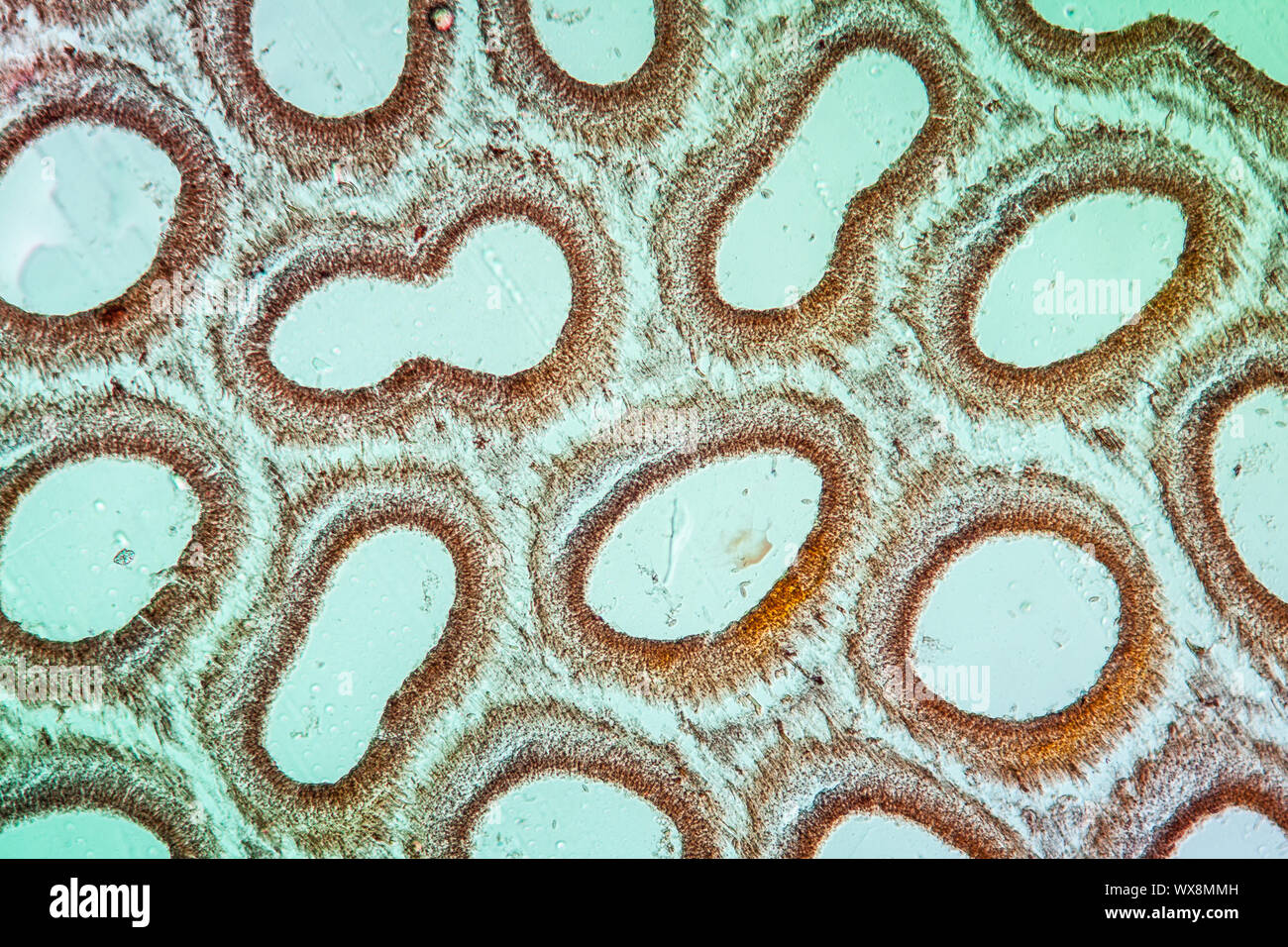 La fructification de champignons du SCEP à l'échelle 100x Banque D'Images
