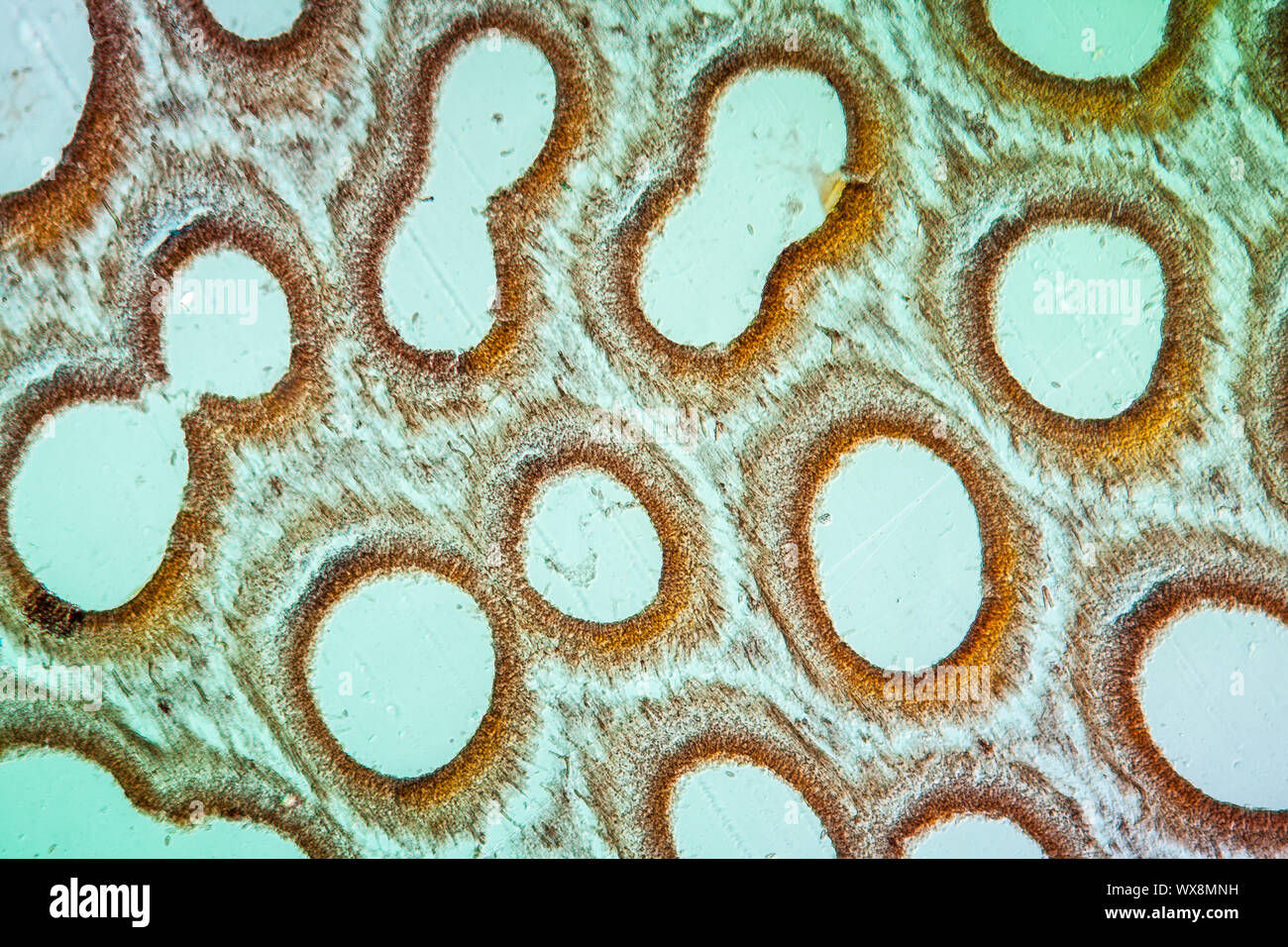 La fructification de champignons du SCEP à l'échelle 100x Banque D'Images