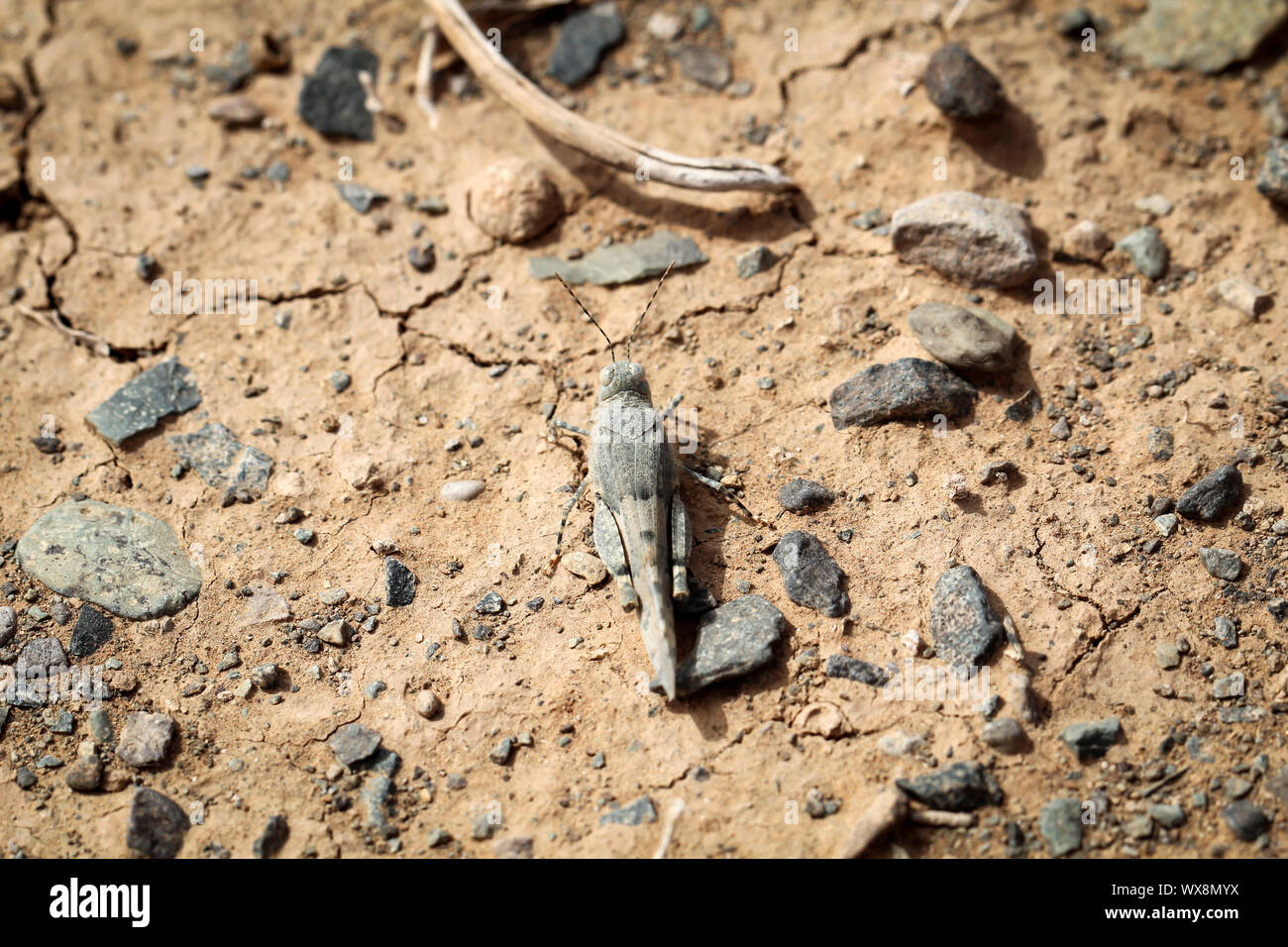 Sauterelle sur le sable Banque D'Images