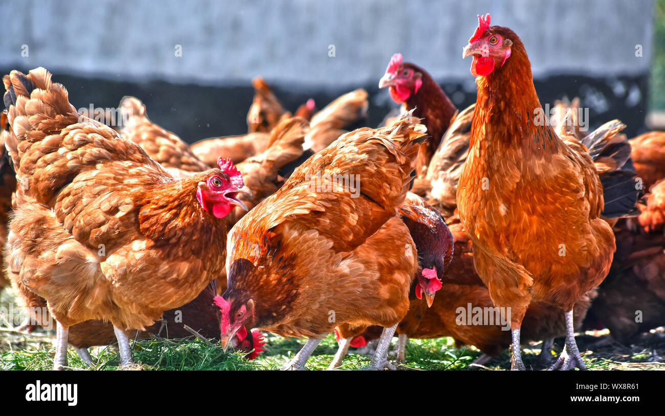 Sur des poulets de ferme avicole gamme traditionnelle Banque D'Images