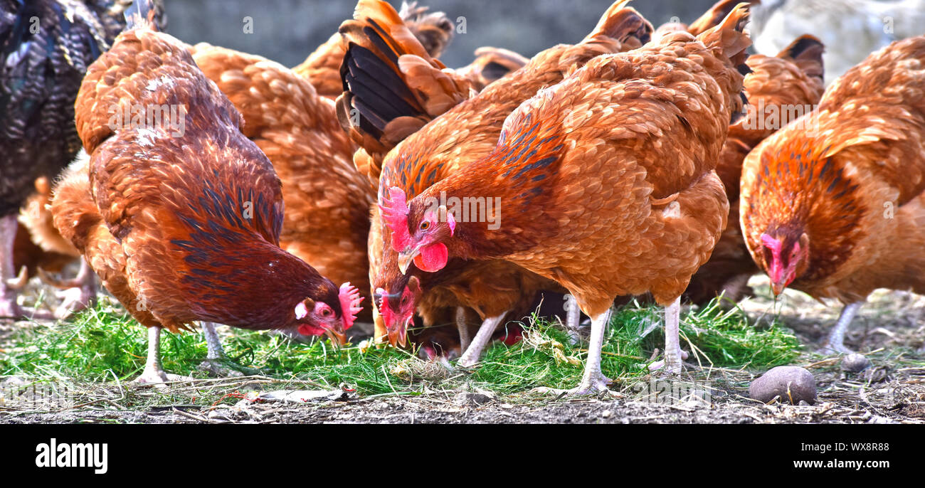 Poulets sur gamme traditionnelle de ferme avicole. Banque D'Images