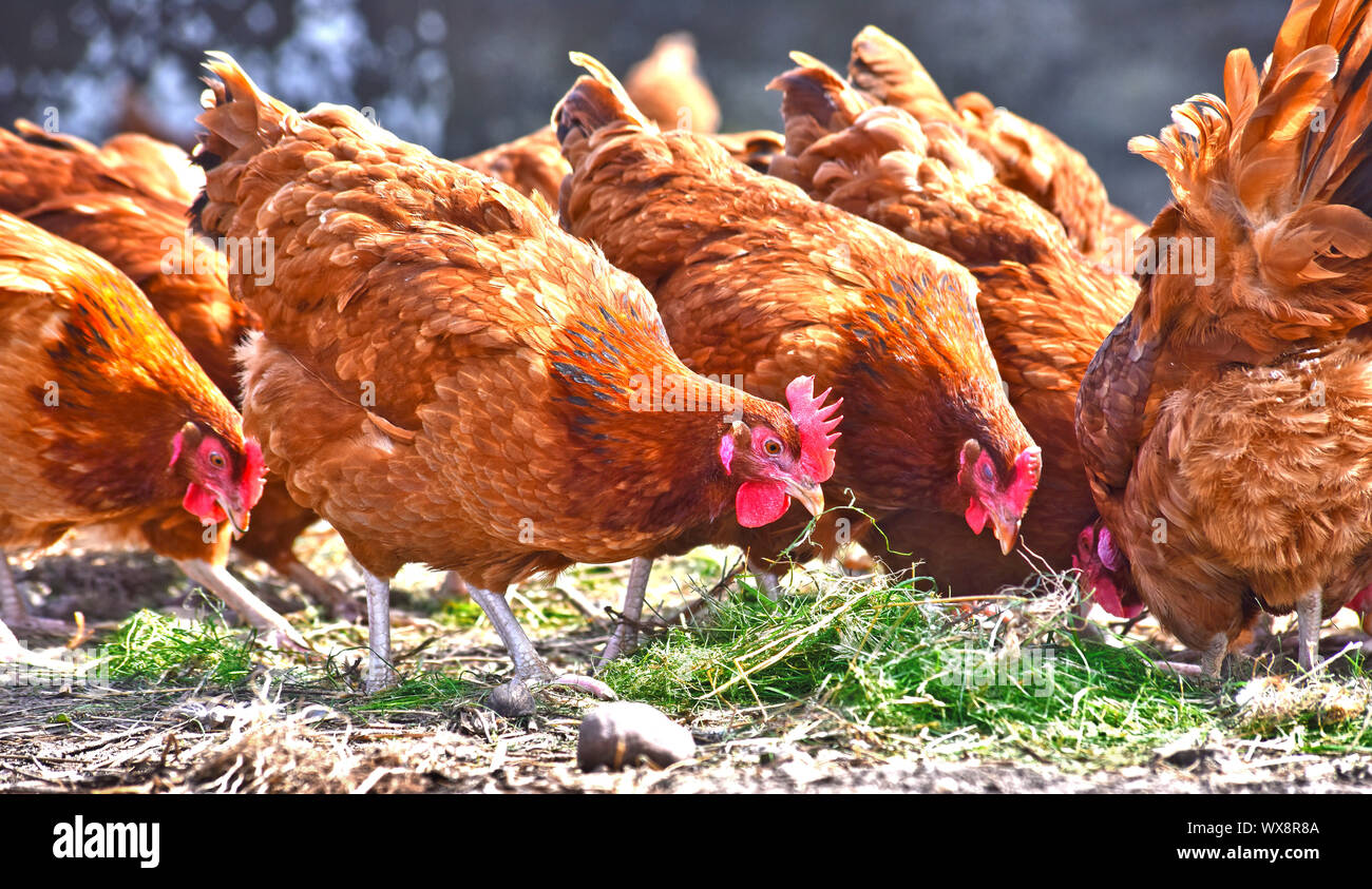 Poulets sur gamme traditionnelle de ferme avicole. Banque D'Images