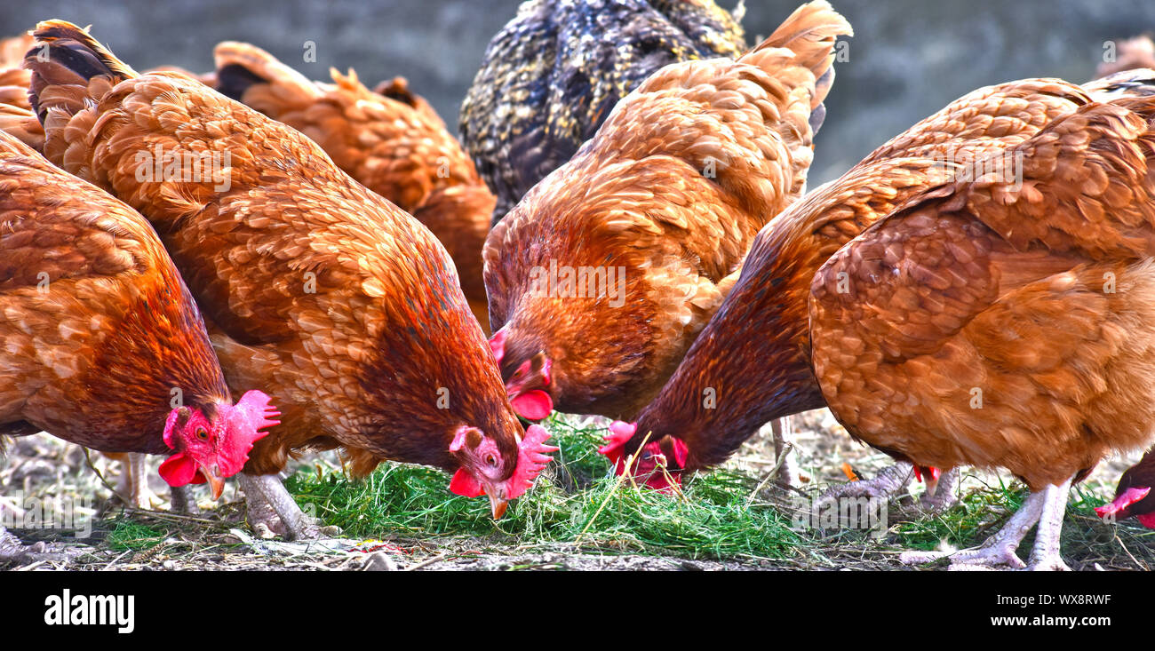 Poulets sur gamme traditionnelle de ferme avicole. Banque D'Images