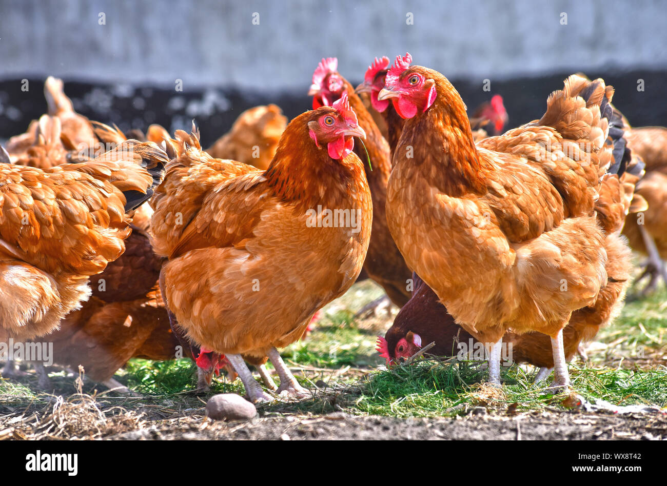 Poulets sur gamme traditionnelle de ferme avicole. Banque D'Images