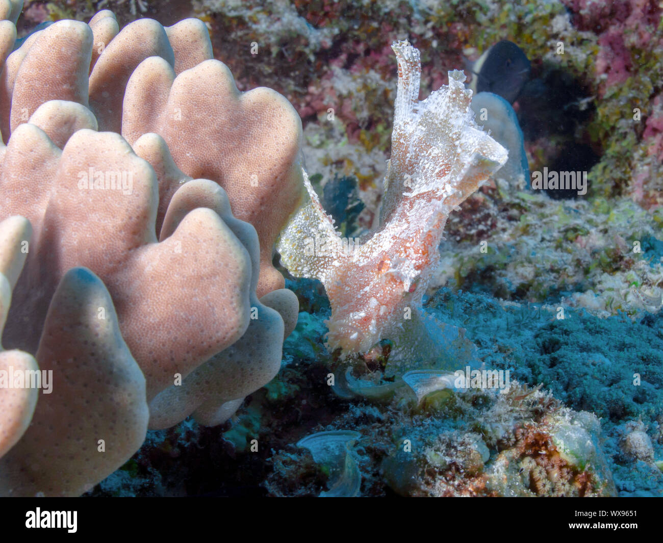 Leaf scorpionfish Banque D'Images