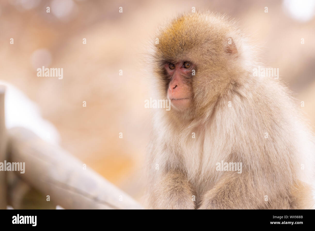 Bebe Macaque Japonais Banque D Image Et Photos Alamy