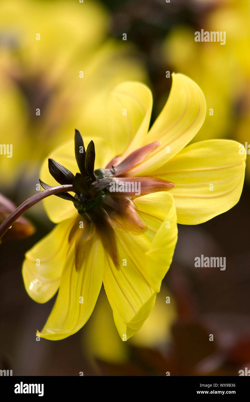 Fleurs simples jaune dahlia tourné à partir de l'arrière montrant la structure de l'oranger Banque D'Images