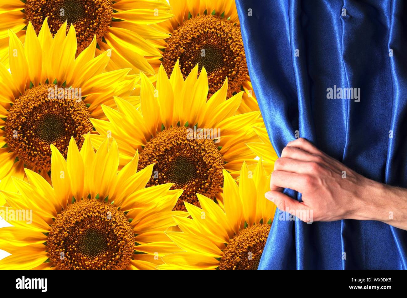 Derrière le rideau de fleurs bleu peut être utilisé comme carte d'anniversaire heureux ou des concept Banque D'Images