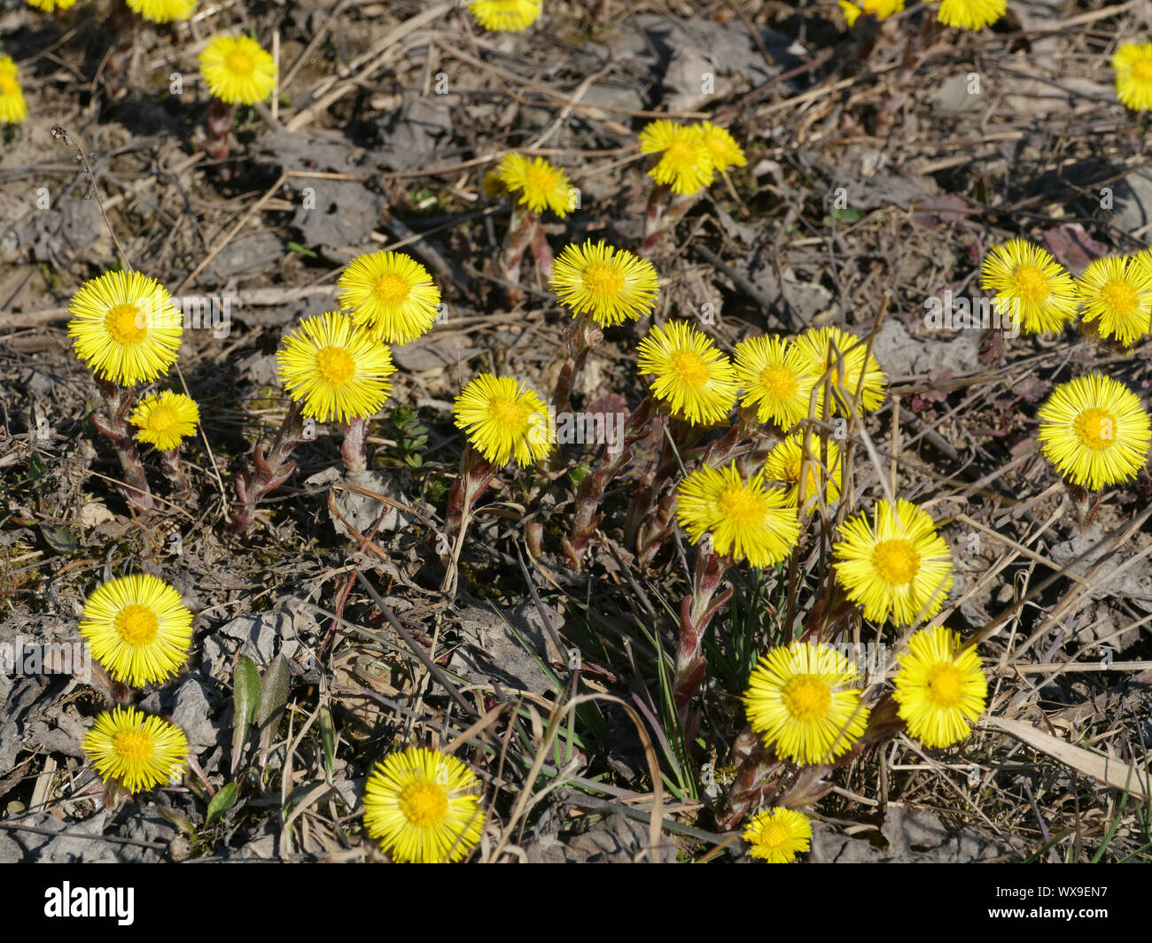 Les premières fleurs de printemps tussilage Banque D'Images