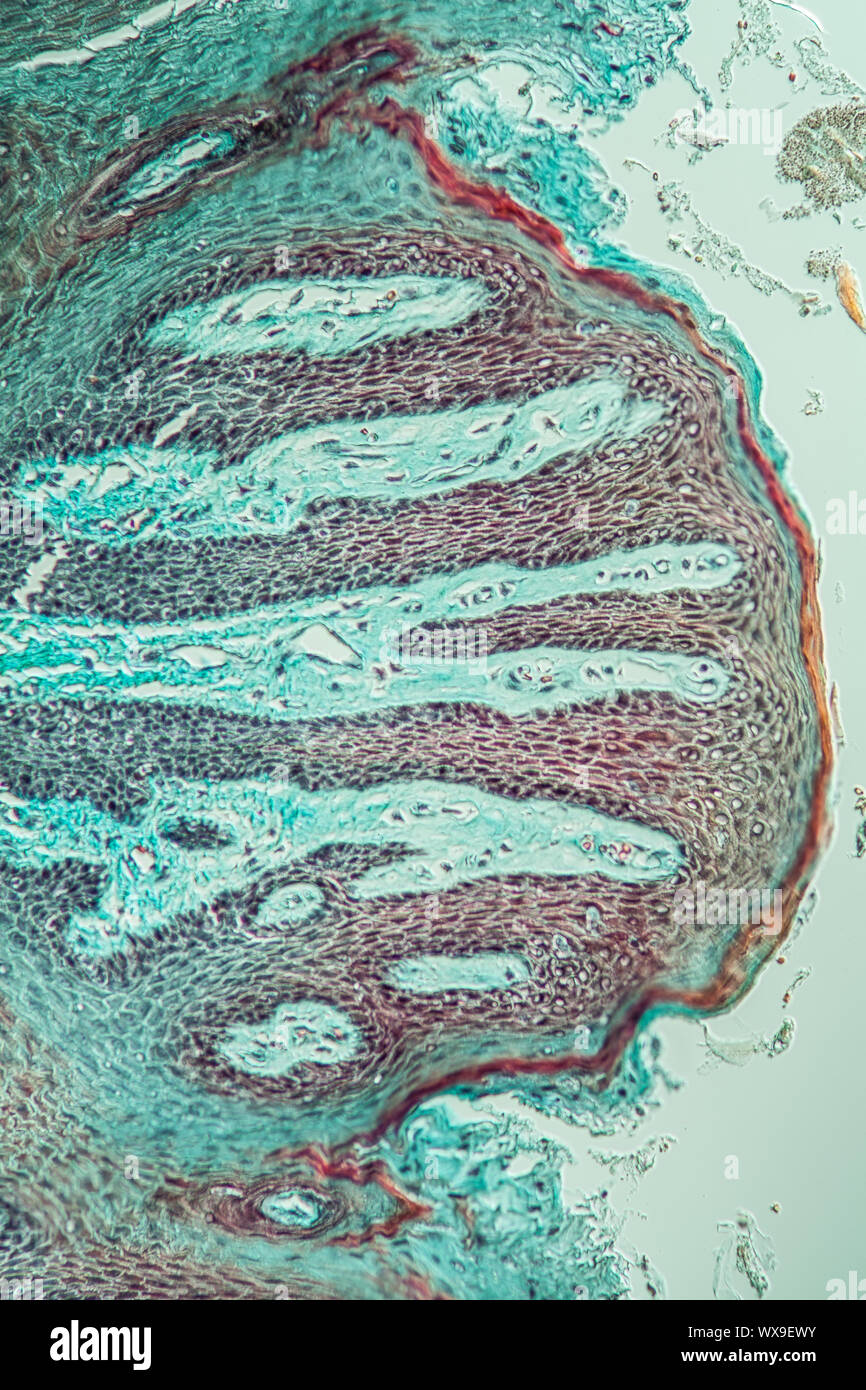 Langue maternelle dans le singe, papilles 100x Banque D'Images